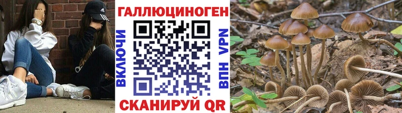 Галлюциногенные грибы Cubensis  кракен зеркало  Томмот 